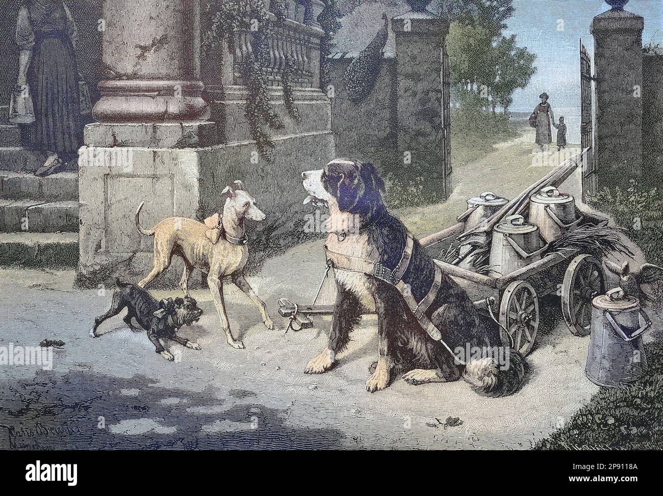 Hund als Zuggier für einen Karren mit Milchkannen, Hund als Arbeitstier, Historisch, digital restaurierte Reproduktion von einer Vorlage aus dem 19. Jahrhundert Foto Stock