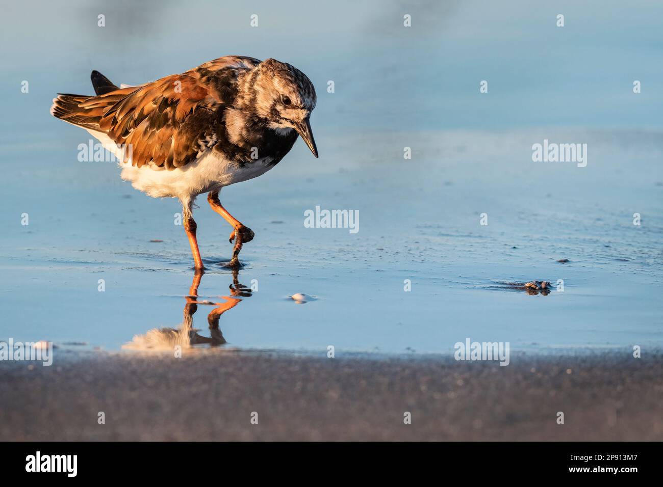 Ruddy lapide (Arenaria interpres) uccello adulto che foraging per cibo lungo la riva del mare. Benalmádena, provincia di Malaga, Andalusia, Spagna. Foto Stock