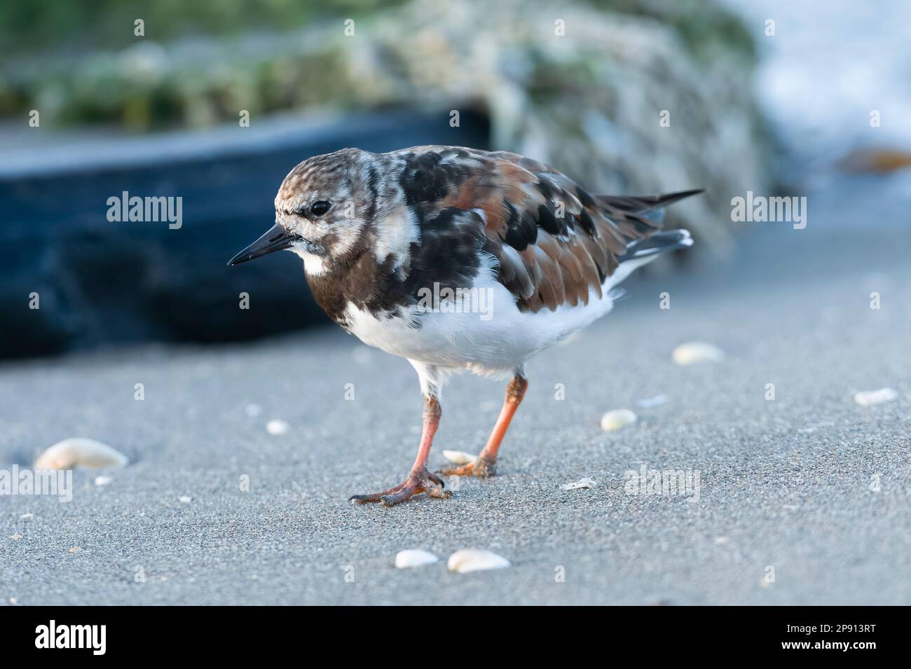 Ruddy lapide (Arenaria interpres) uccello adulto che foraging per cibo lungo la riva del mare. Provincia di Málaga, Andalusia, Spagna. Foto Stock