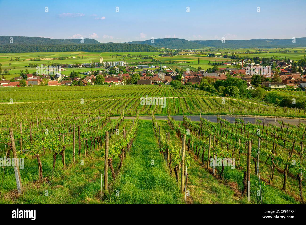 Veduta aerea dei vigneti terrazzati nel villaggio viticolo Hallau di Schaffhausen, Svizzera, Europa. Filari di viti che crescono in estate. Regione vinicola in Foto Stock