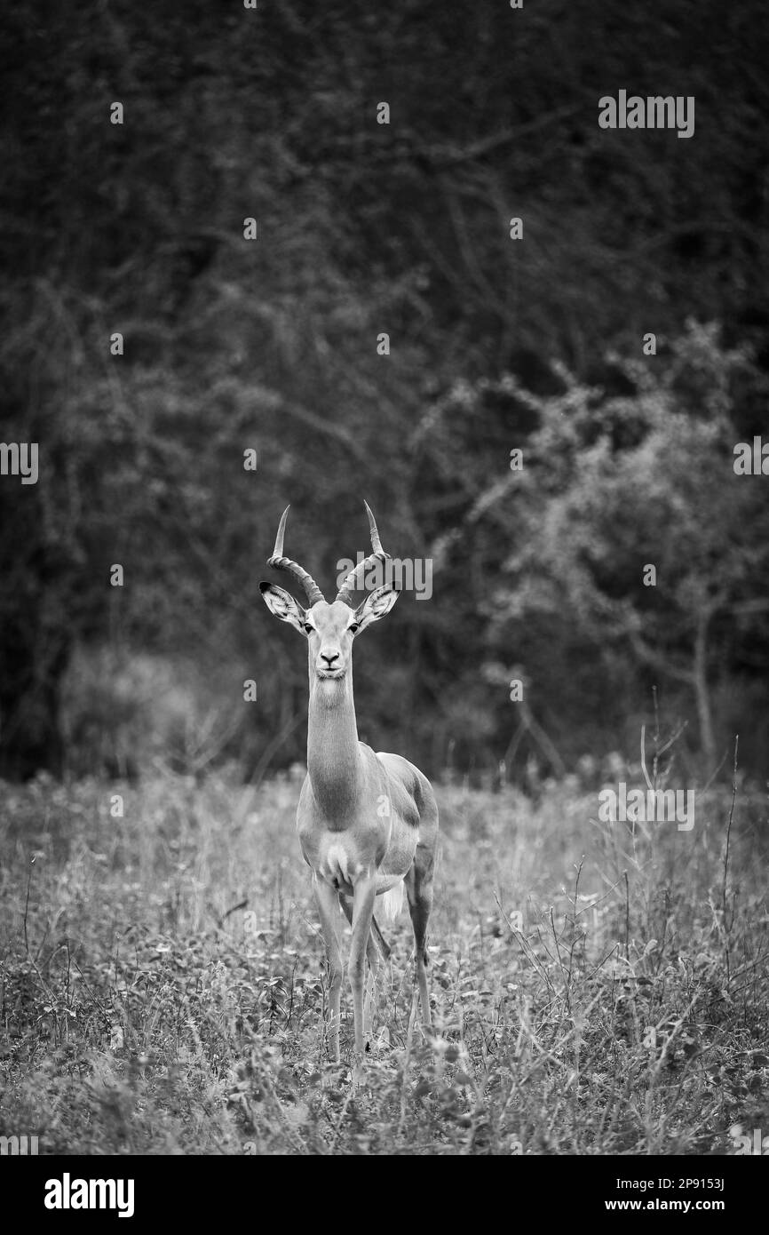 Impala maschio nel selvaggio Foto Stock