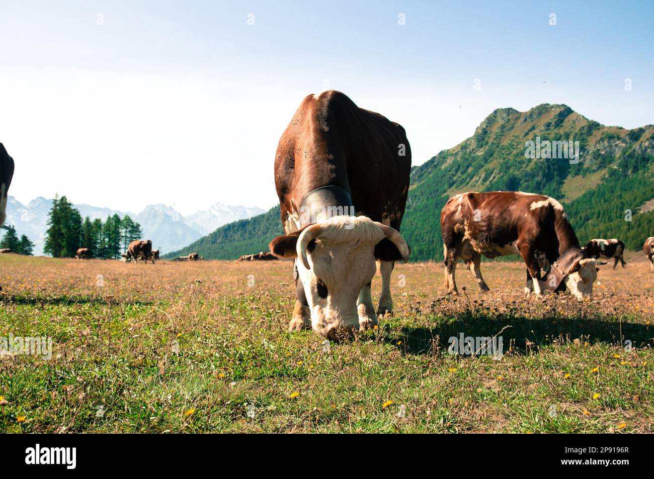 Italia: Torgon Valle d'Aosta. Foto delle mucche nel pascolo estivo in Alpe Gorza. Andrea Pinna/Alamy Foto Stock