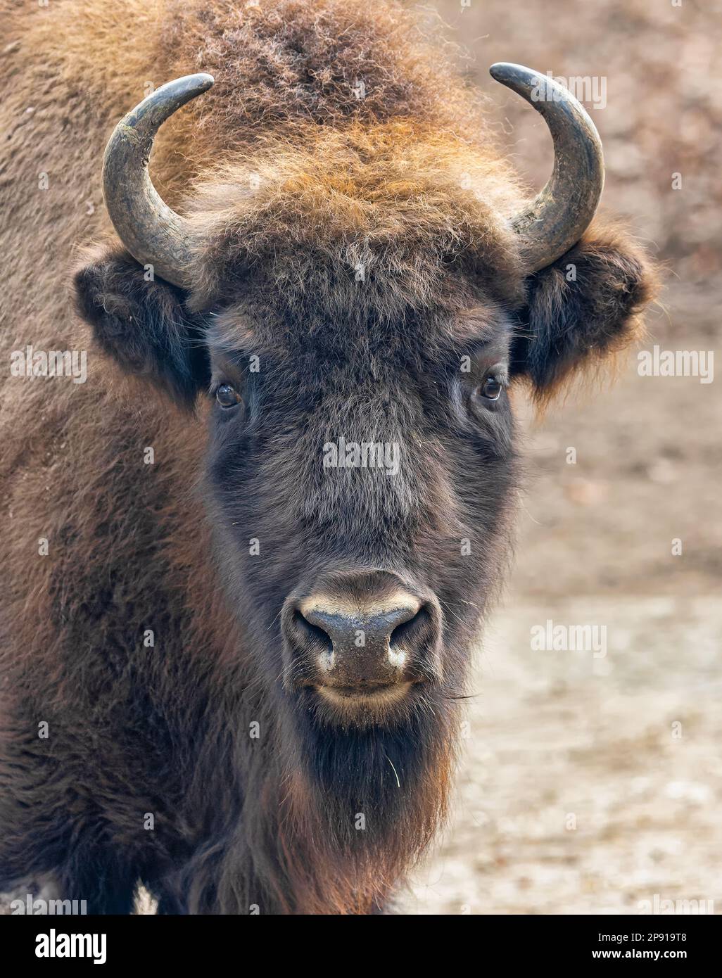 Primo piano frontale di un bisonte europeo (Bos bonasus) Foto Stock