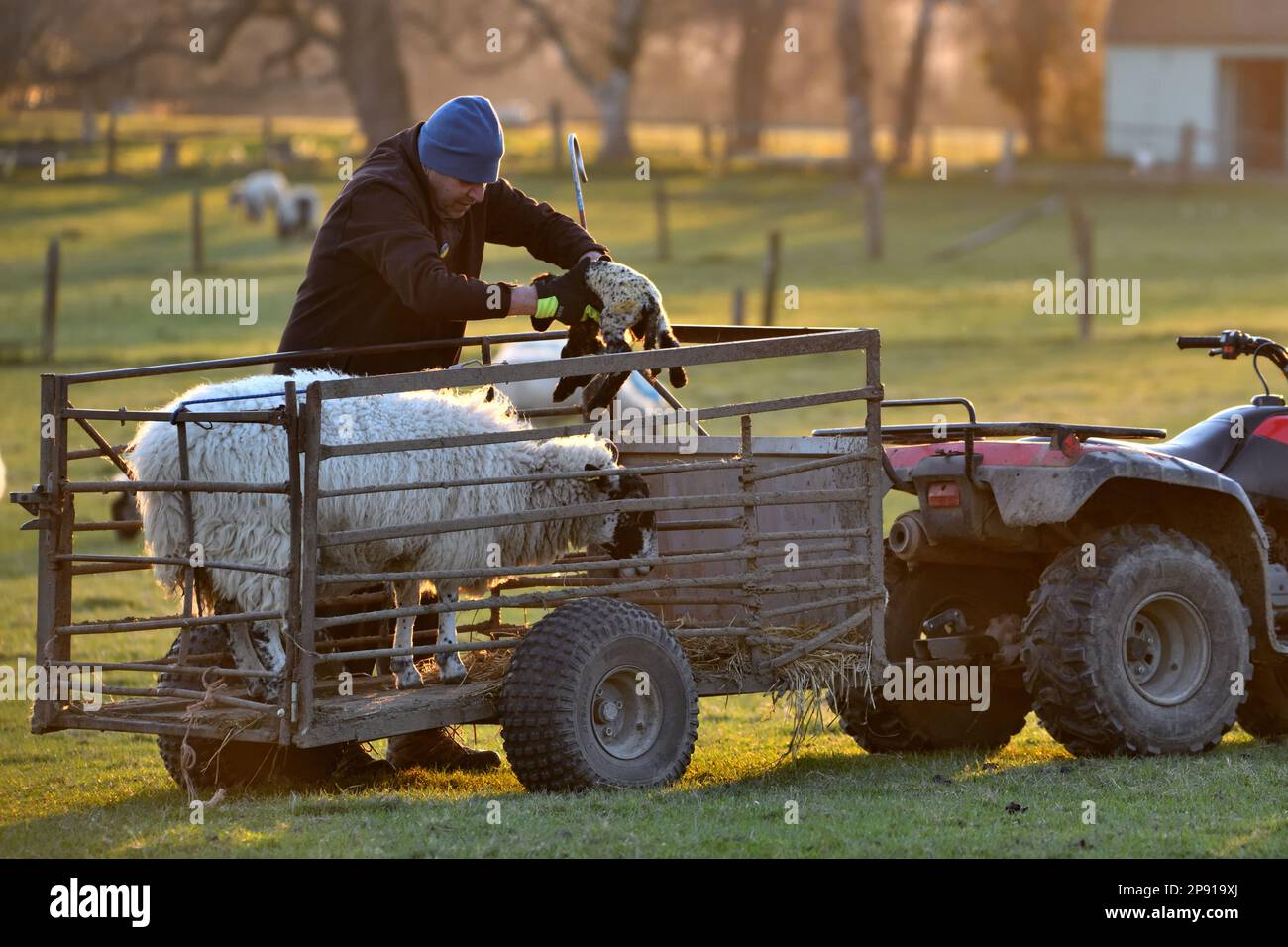 Shepherd mettere nuovo agnello nato in un rimorchio, Sussex UK stock foto Foto Stock