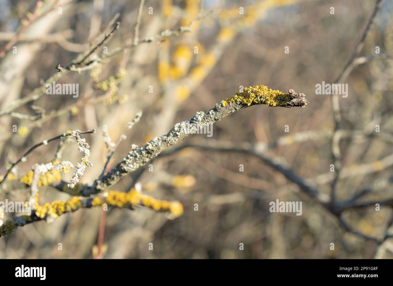 Il lichen arancione comune sulla corteccia di branch.f dell'albero il lichen marittimo di sunburst o il lichen della riva (Xanthoria parietina) è un lichen foglioso o frondoso. Foto Stock