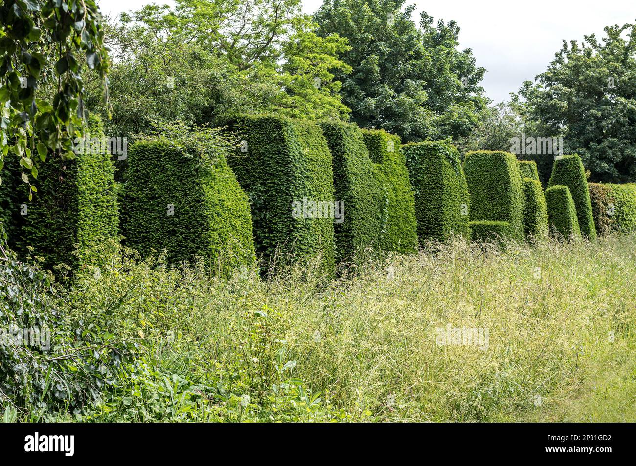 Topiary in terreni di Wiveton Hall 17th ° secolo casa padronale giacobina, Norfolk, Regno Unito Foto Stock