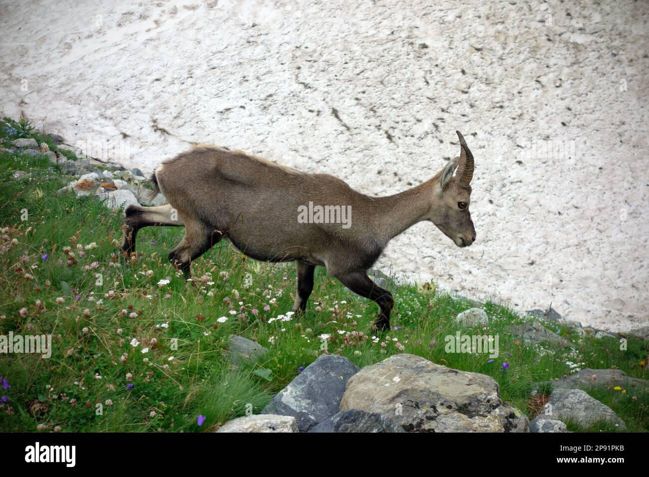 Rupicapra rupicapra. Camoscio alpino al ghiacciaio di Miage. Valle d'Aosta. Foto Stock