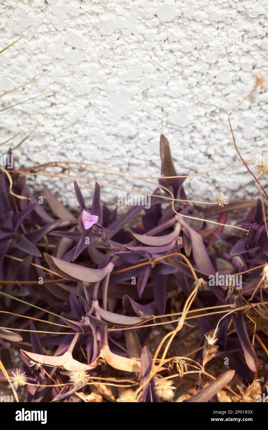 Viola Lascia pianta contro il bianco parete testurizzata. Bianco, viola, gradazione di colore giallo con uno sfondo con spazio di copia Foto Stock
