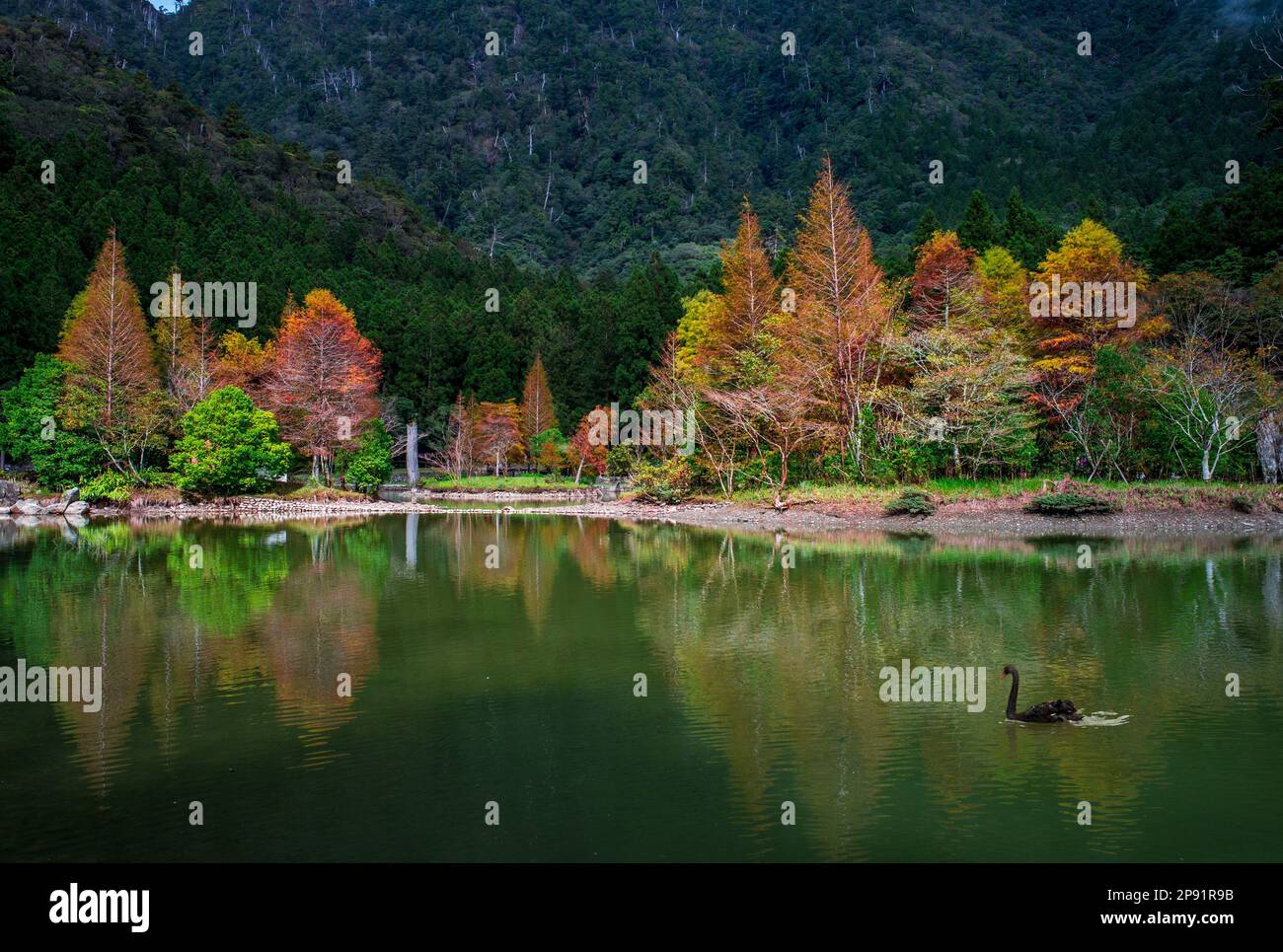 scenario della foresta di mingchi area ricreativa in yilan, taiwan Foto Stock