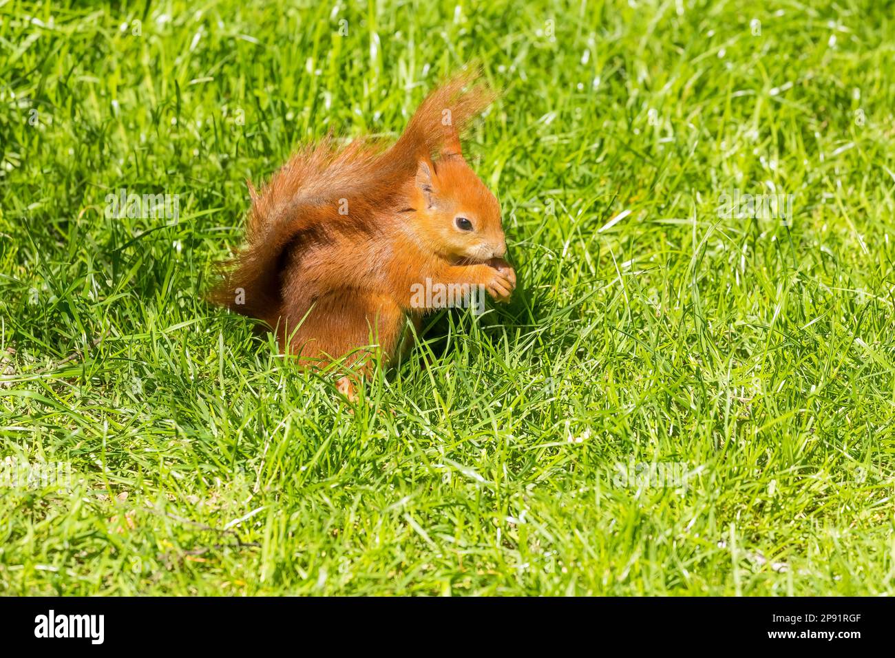 Scoiattolo rosso (Sciurus vulgaris) mangiare Foto Stock