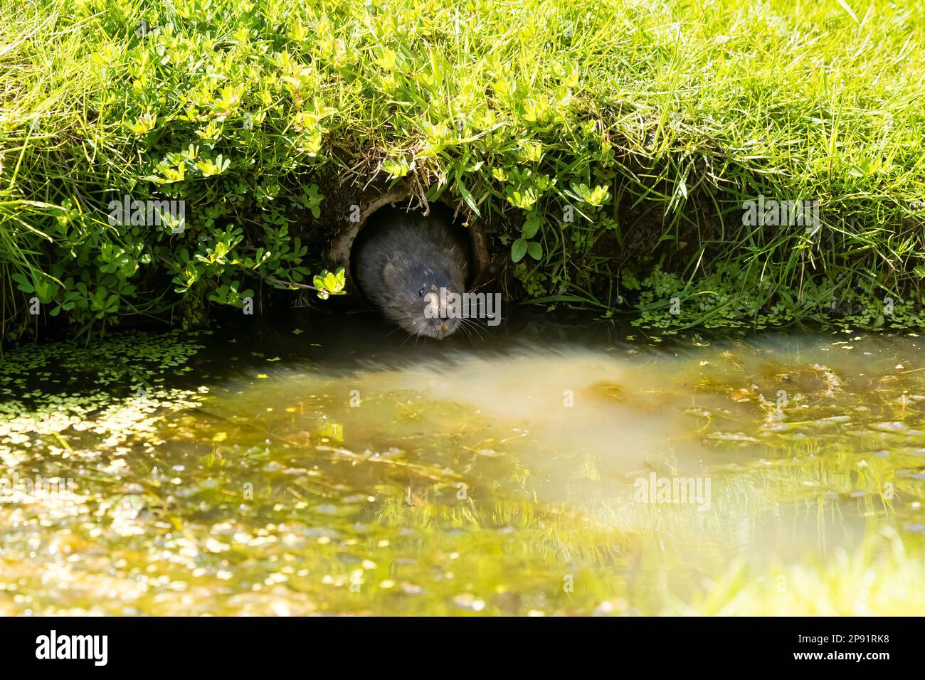Volume d'acqua europeo (Arvicola anfibius) in riva al fiume Foto Stock