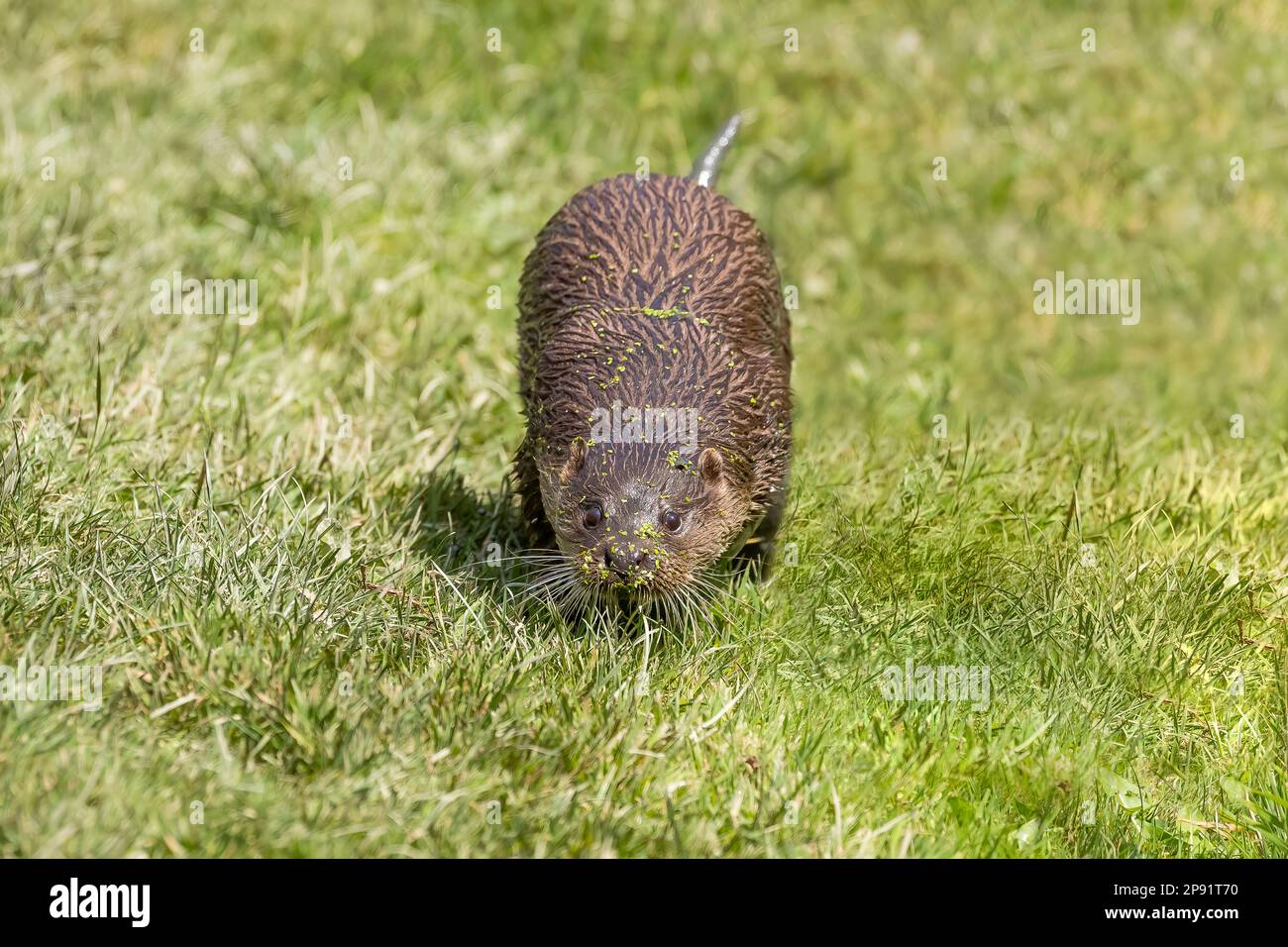 Lontra europea (Lutra lutra) che corre lungo una sponda Foto Stock