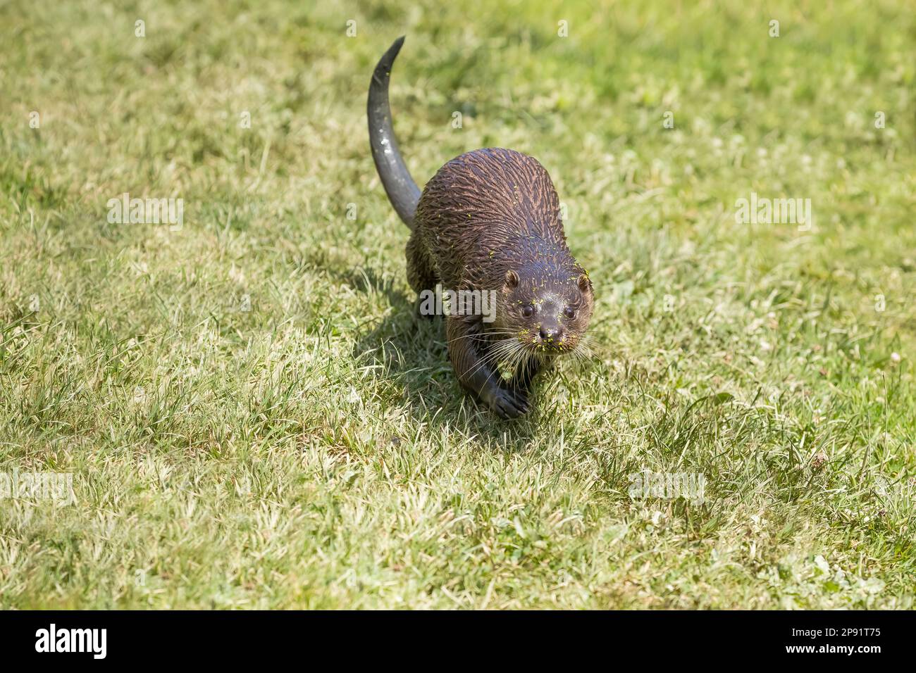 Lontra europea (Lutra lutra) che corre lungo una sponda Foto Stock