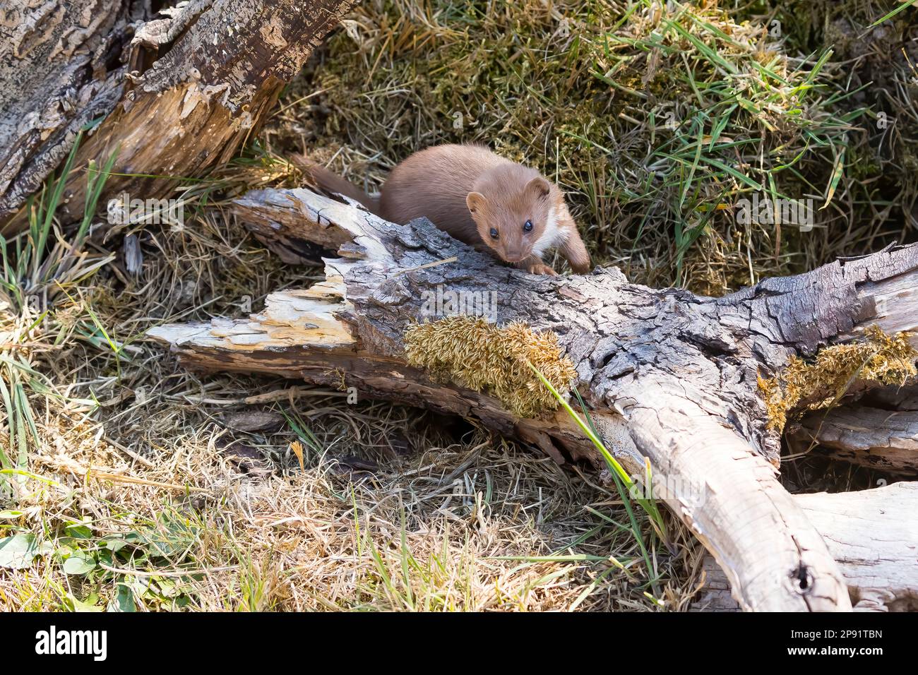 Weasel (Mustela nivalis) su Un albero Foto Stock