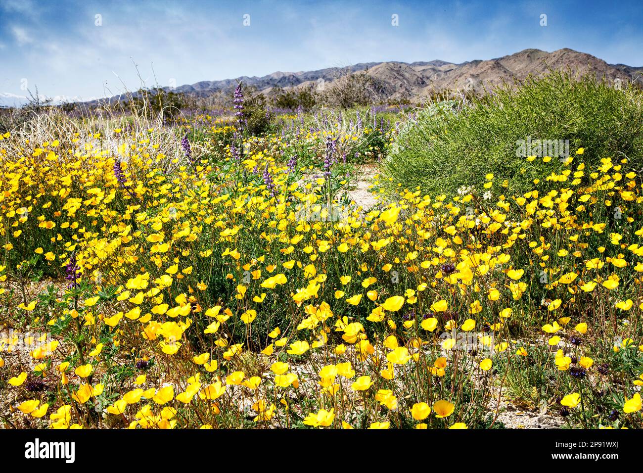 Fiori di fiori selvatici (coppe gialle, lupino), nelle alture inferiori del Joshua Tree National Park, California. Foto Stock