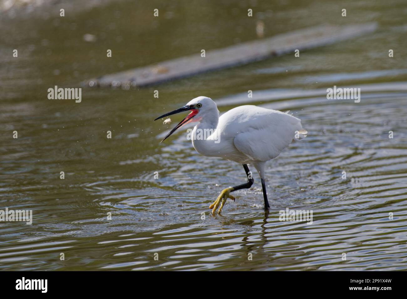 Piccolo Eret pesca a Bill, Rye Mead, Regno Unito Foto Stock