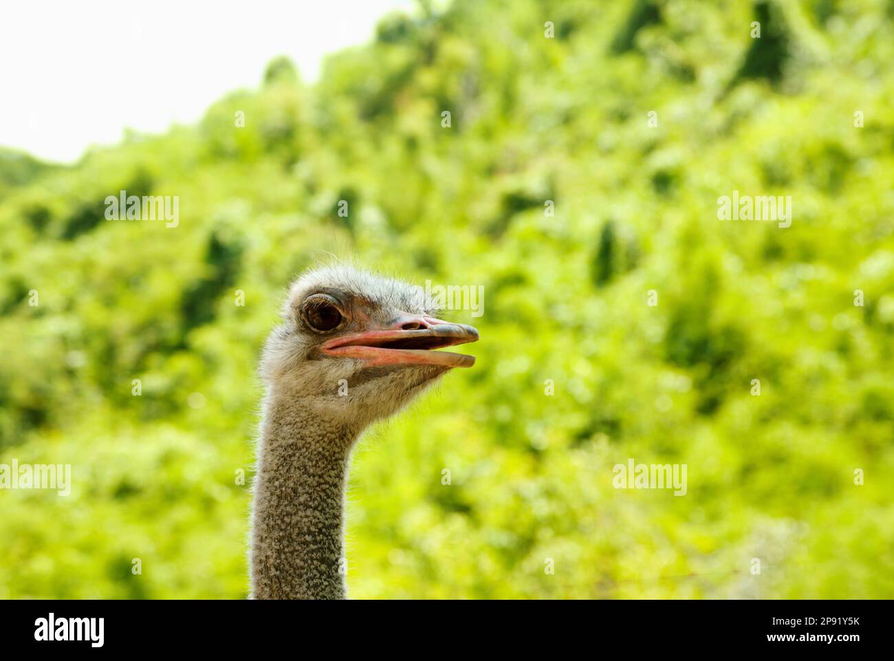 Testa di struzzo con lo sguardo sul verde con copia spazio. Grazioso uccello curioso ritratto allo zoo Foto Stock