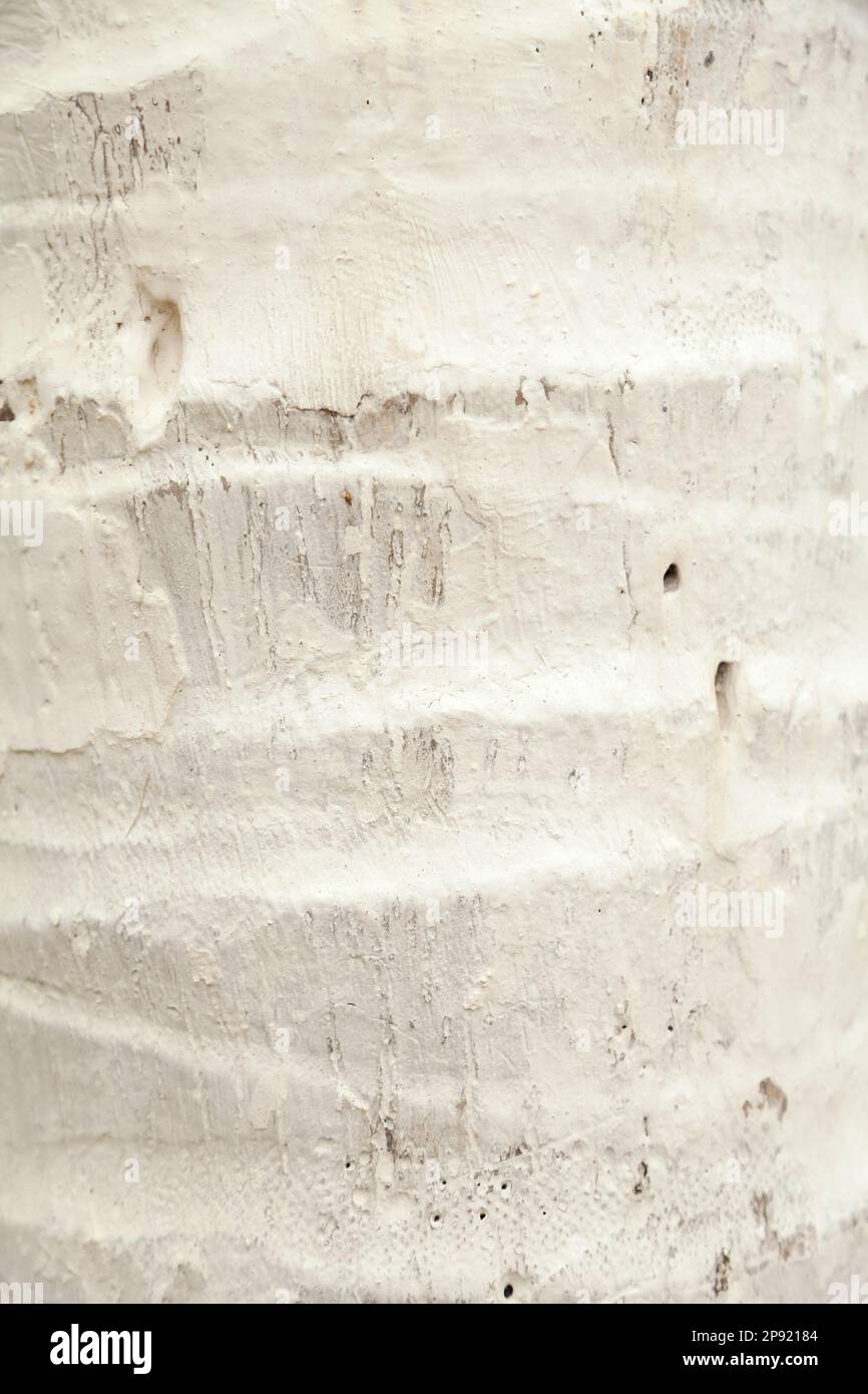 Palm di corteccia di albero dipinto di bianco di close-up. Abstract ruvida naturale sfondo di legno Foto Stock
