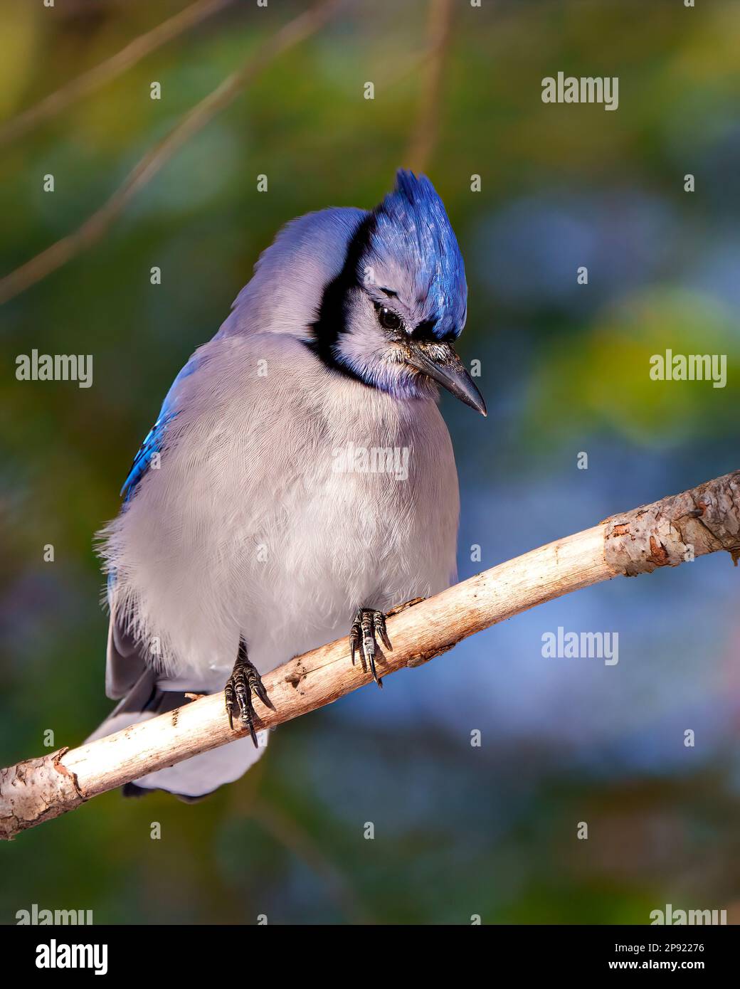 Uccello Jay blu arroccato su un ramo di albero con sfondo sfocato nel suo ambiente e habitat circostante con un aspetto timido. Foto Jay. Ritratto di Jay. Foto Stock