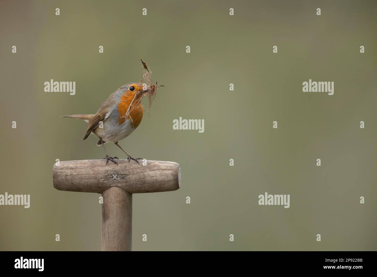 Rapina europea (Erithacus rubecula) uccello adulto con materiale di nidificazione nel suo becco su un manico di forchetta da giardino, Suffolk, Inghilterra, Regno Unito Foto Stock