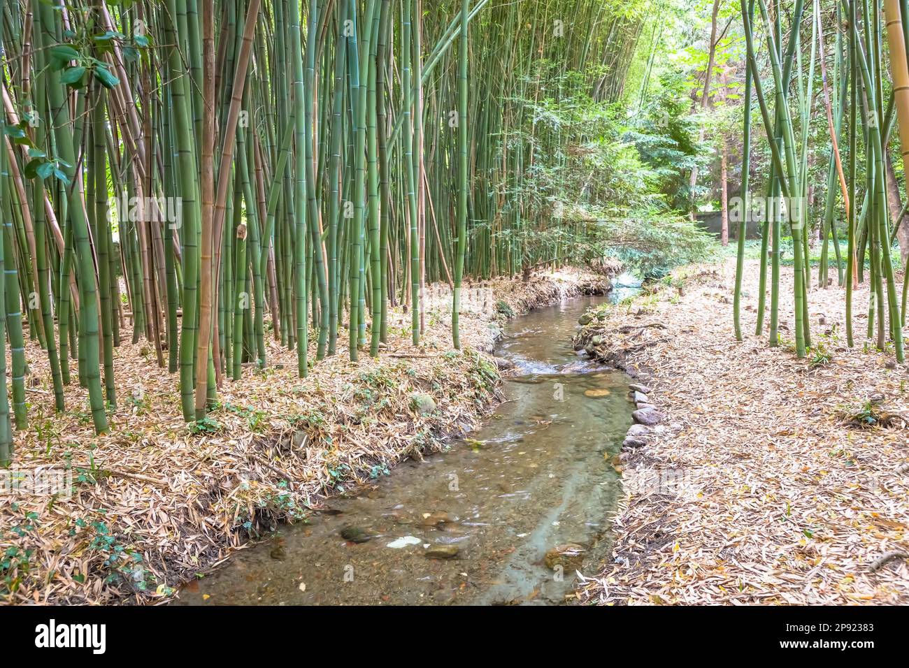Giardino botanico di bambù. Concetto utile per zen, ambiente e vita verde Foto Stock
