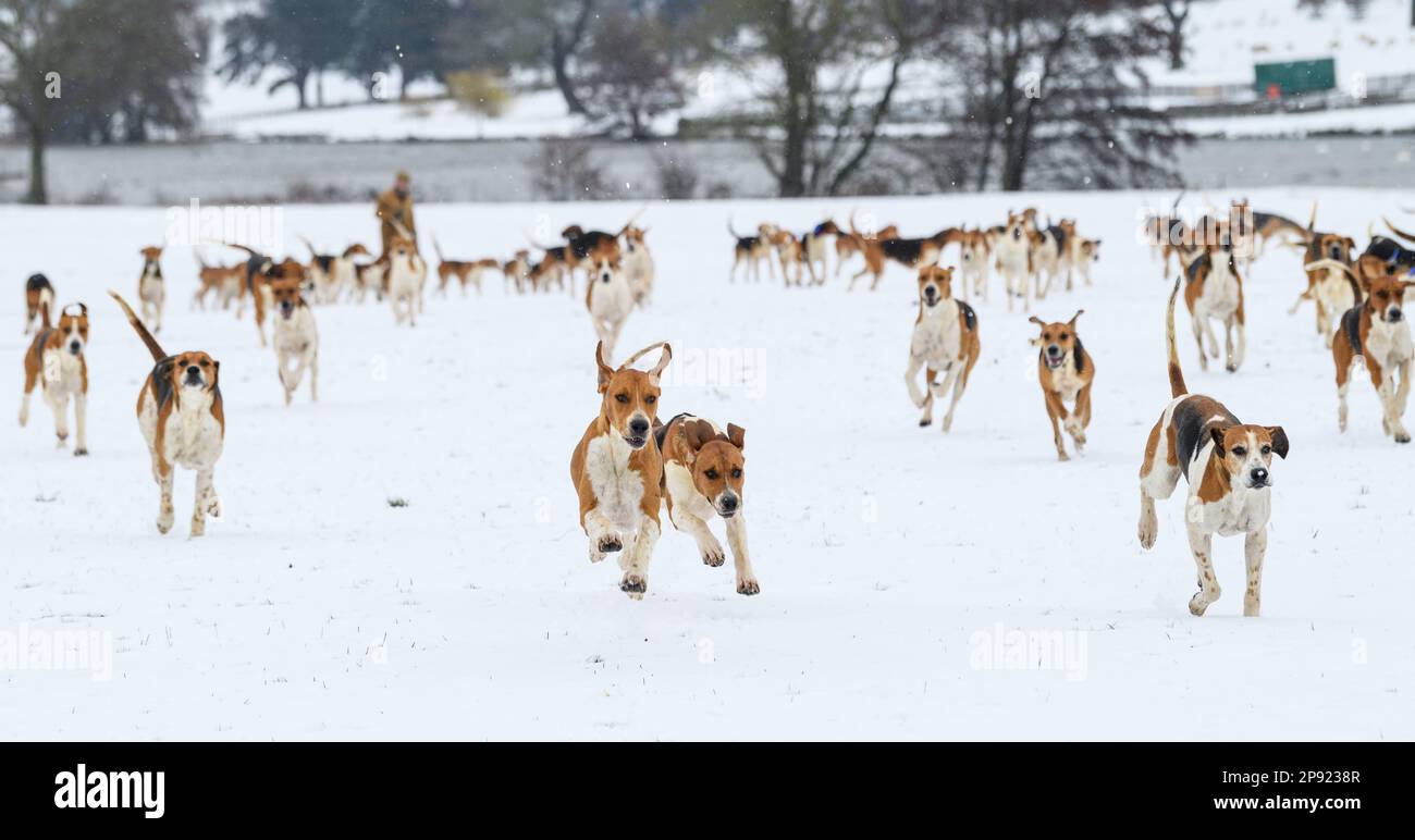 Il Belvoir Hunt Hounds esercizio nella neve, Venerdì 10 Marzo 2023 © 2023 Nico Morgan. Tutti i diritti riservati Foto Stock