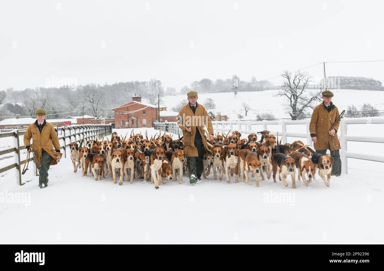 Il Belvoir Hunt Hounds esercizio nella neve, Venerdì 10 Marzo 2023 © 2023 Nico Morgan. Tutti i diritti riservati Foto Stock