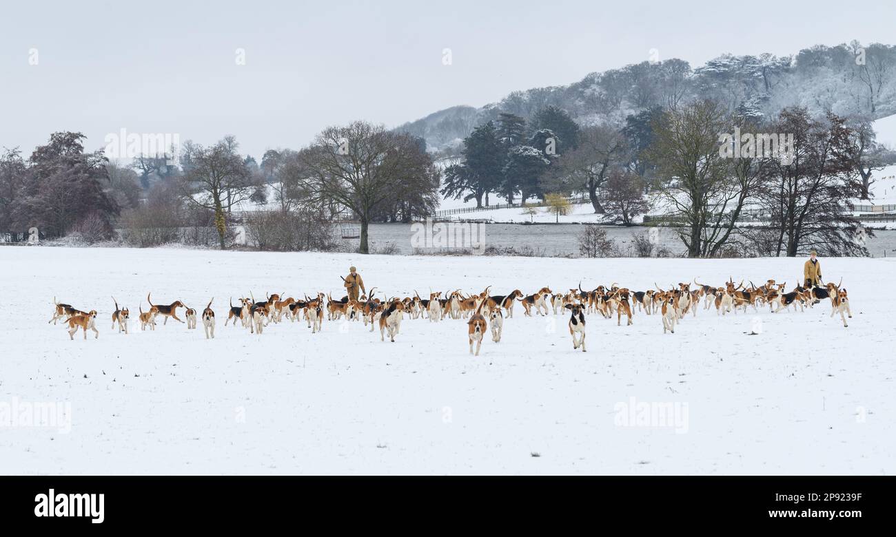 Il Belvoir Hunt Hounds esercizio nella neve, Venerdì 10 Marzo 2023 © 2023 Nico Morgan. Tutti i diritti riservati Foto Stock