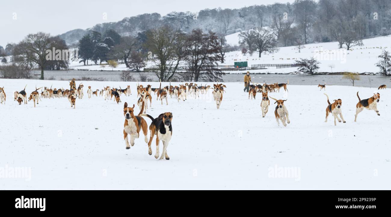 Il Belvoir Hunt Hounds esercizio nella neve, Venerdì 10 Marzo 2023 © 2023 Nico Morgan. Tutti i diritti riservati Foto Stock