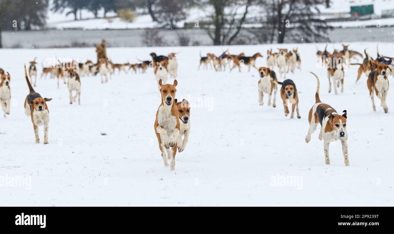 Il Belvoir Hunt Hounds esercizio nella neve, Venerdì 10 Marzo 2023 © 2023 Nico Morgan. Tutti i diritti riservati Foto Stock
