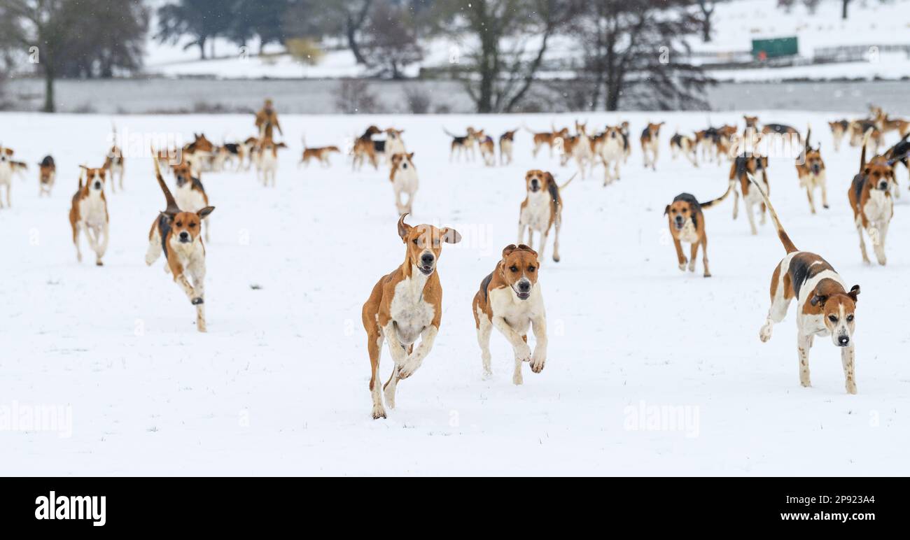 Il Belvoir Hunt Hounds esercizio nella neve, Venerdì 10 Marzo 2023 © 2023 Nico Morgan. Tutti i diritti riservati Foto Stock