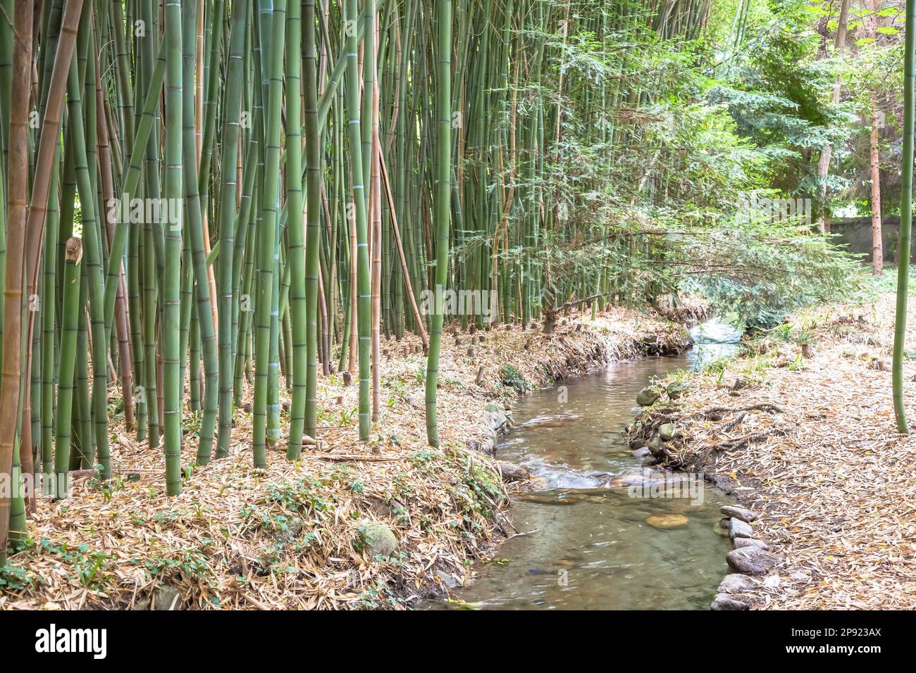 Giardino botanico di bambù. Concetto utile per zen, ambiente e vita verde Foto Stock