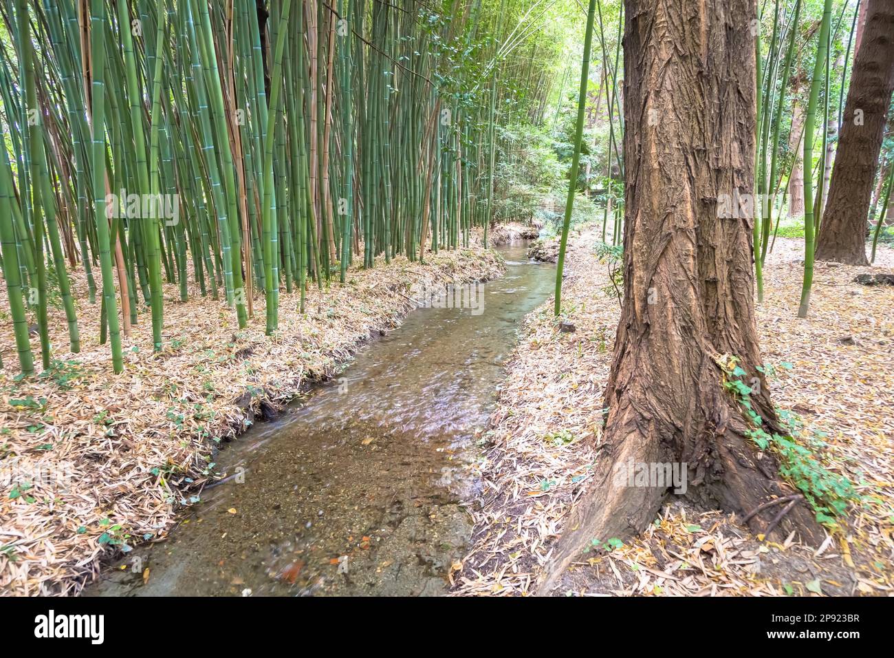 Giardino botanico di bambù. Concetto utile per zen, ambiente e vita verde Foto Stock