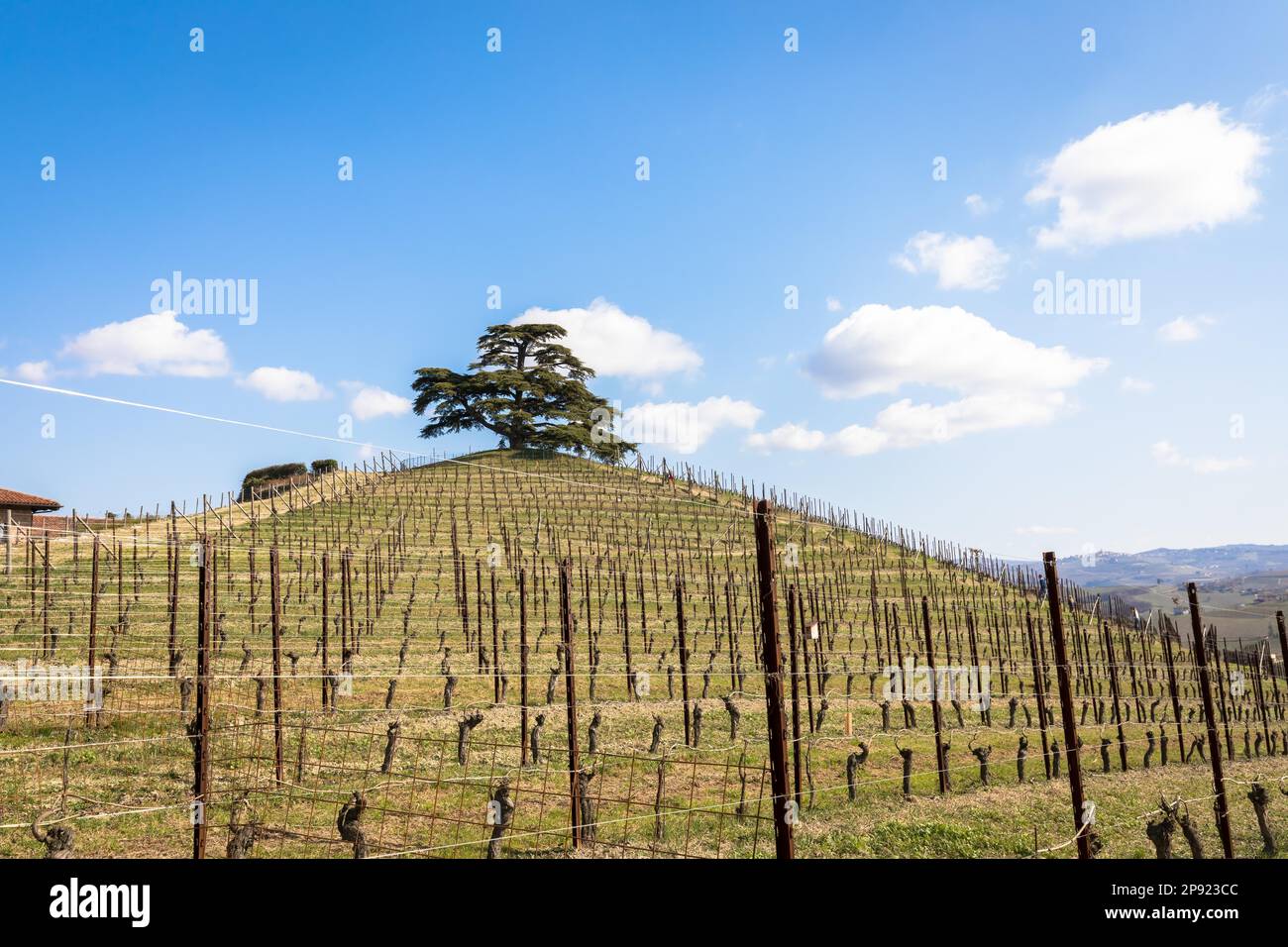 Barolo e Barbaresco in Piemonte, Italia. Vigneto con viticoltura per vino rosso Foto Stock