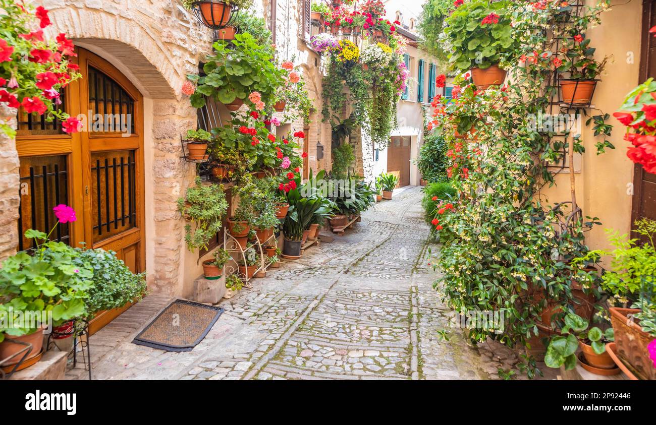Spello, Italia - circa Giugno 2021: Fiori in strada antica. Spello si trova in Umbria Foto Stock