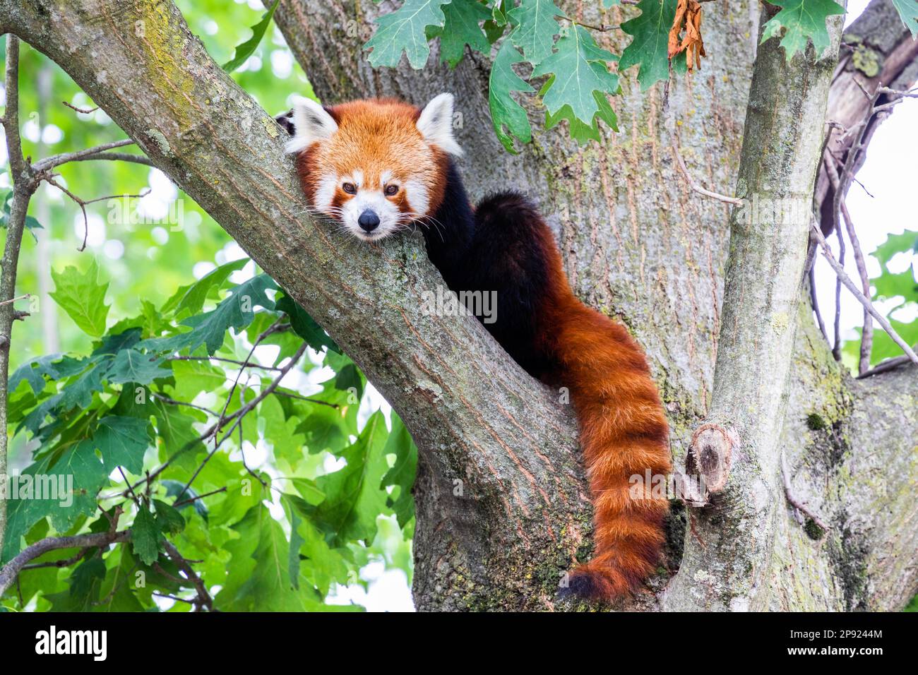 Panda rosso (Ailurus Fulgens) - - ritratto. Animale carino che riposa pigro su un albero, utile per i concetti di ambiente Foto Stock