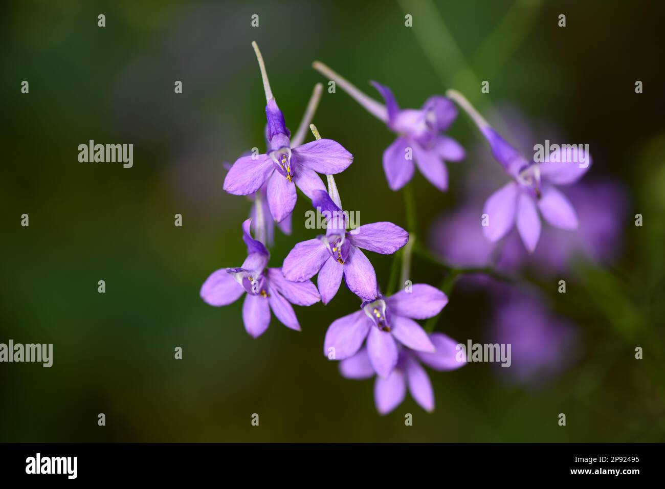 Luminoso larkspur fiori primo piano su sfondo sfocato. Giugno, estate. Consolida regalis. Foto Stock