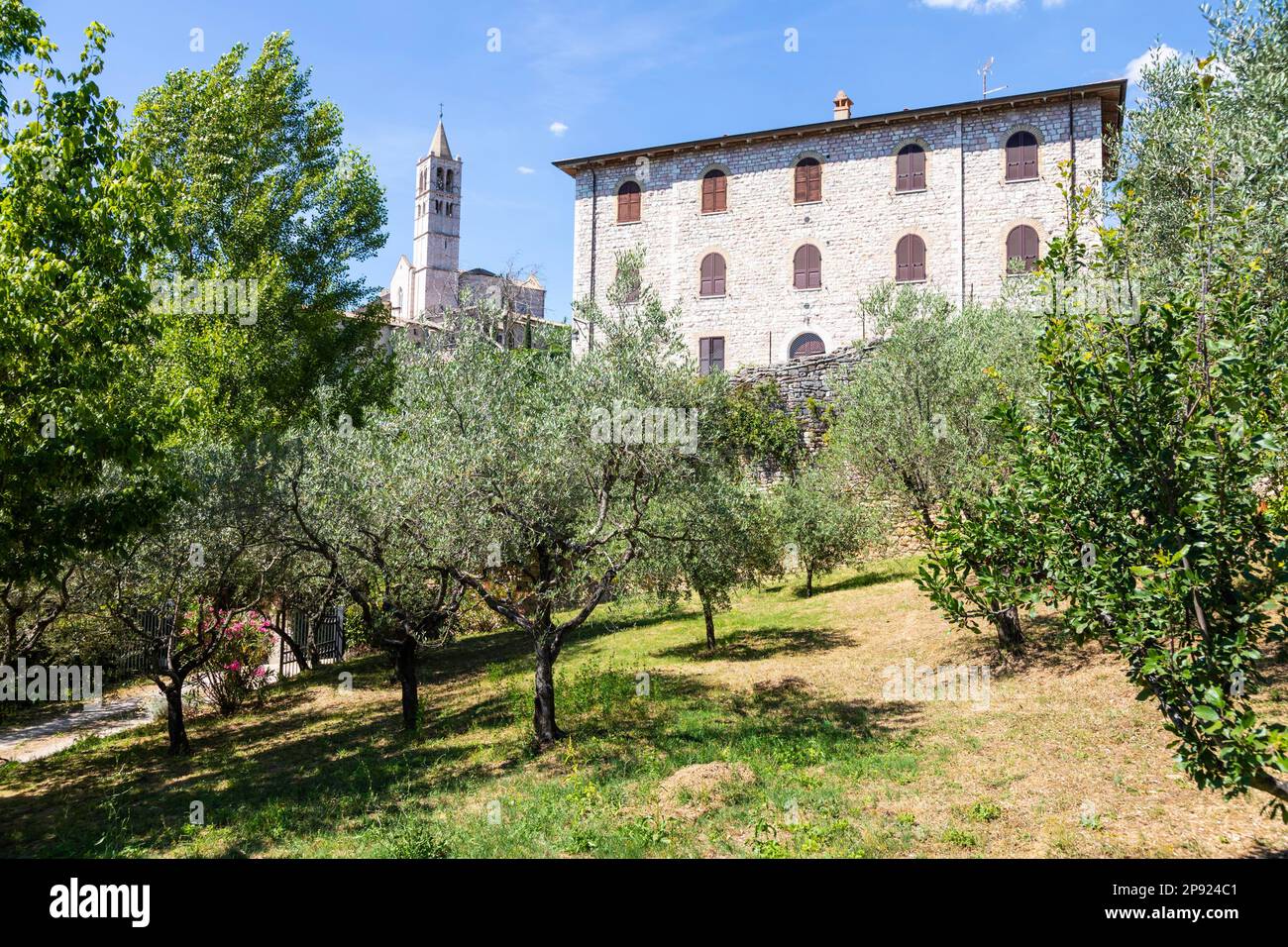 Ulivi nel villaggio di Assisi in Umbria, Italia. La città è famosa per la più importante St Basilica di San Francesco Foto Stock