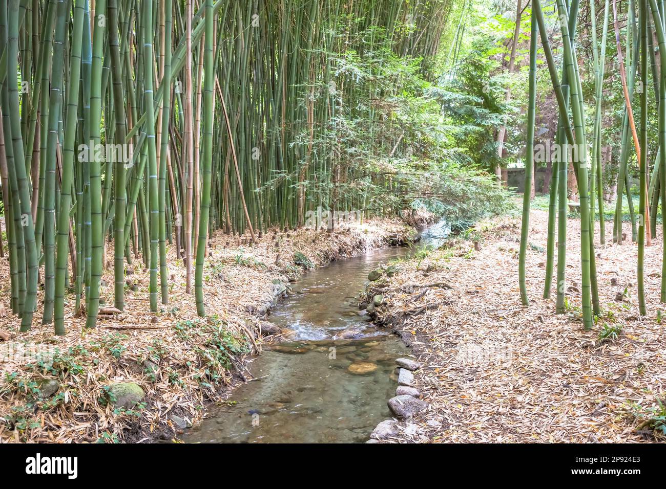 Giardino botanico di bambù. Concetto utile per zen, ambiente e vita verde Foto Stock