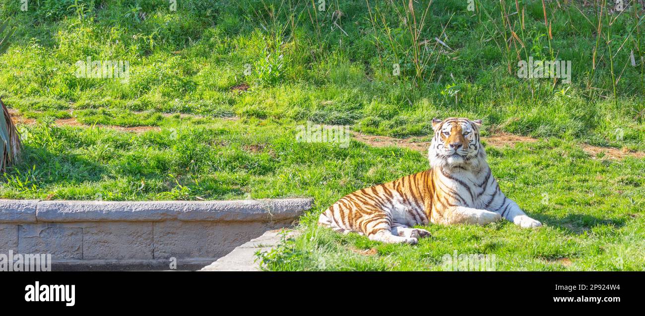 Tigre arrabbiata in uno zoo faunistico - uno dei più grandi carnivori della natura Foto Stock