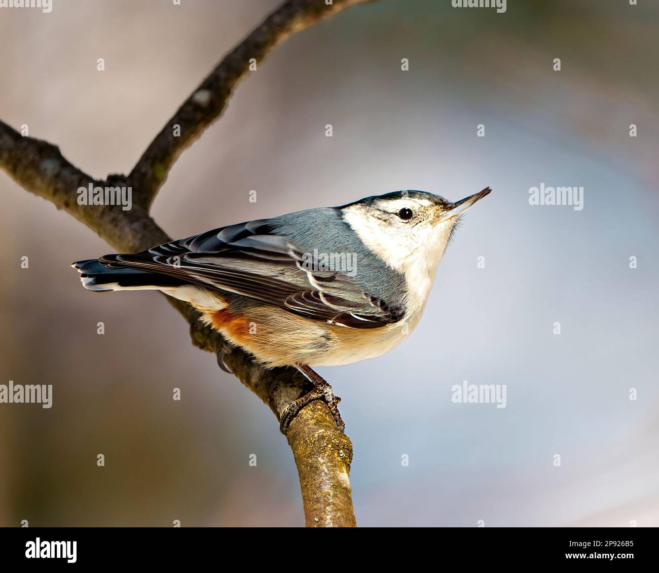 Vista laterale di Nuthatch di razza bianca appollaiata su un ramo di albero con uno sfondo sfocato nel suo ambiente e habitat circostante. Ritratto Nuthatch. Foto Stock Vista laterale di Nuthatch di razza bianca appollaiata su un ramo di albero con uno sfondo sfocato nel suo ambiente e habitat circostante. Ritratto Nuthatch. Foto Stock