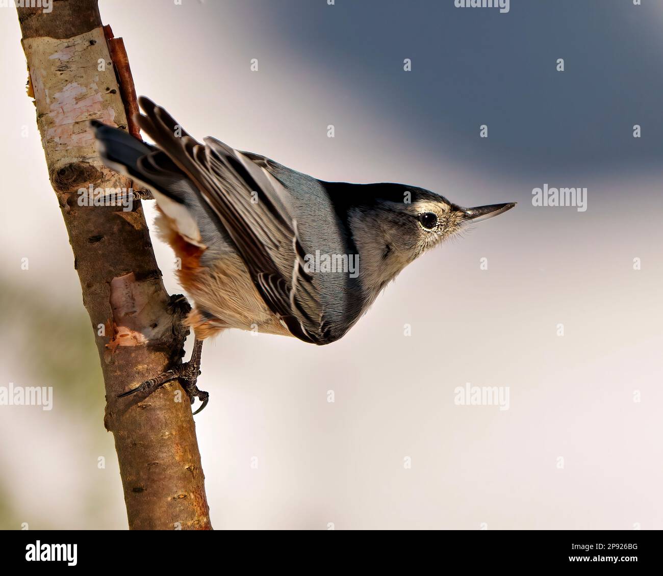 Nuthatch bianco-breasted arroccato su un ramo di albero con uno sfondo sfocato nel suo ambiente e habitat circostante. Ritratto Nuthatch. Foto Stock Nuthatch bianco-breasted arroccato su un ramo di albero con uno sfondo sfocato nel suo ambiente e habitat circostante. Ritratto Nuthatch. Foto Stock