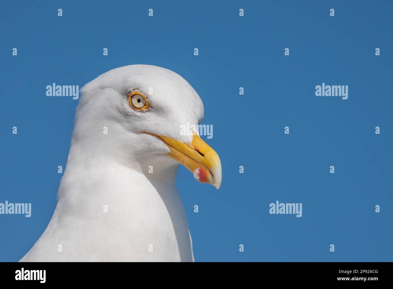 Testa di gabbiano aringa Foto Stock