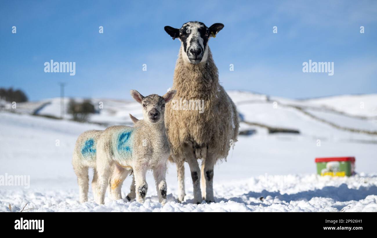 North Yorkshire. A nord di, Regno Unito. 10th Mar, 2023. Tempo, pecore mulo con agnelli sfidare le condizioni di inverno in una fattoria di montagna vicino Hawes a Wensleydale, proprio nel cuore delle valli Yorkshire. Credit: Wayne HUTCHINSON/Alamy Live News Foto Stock