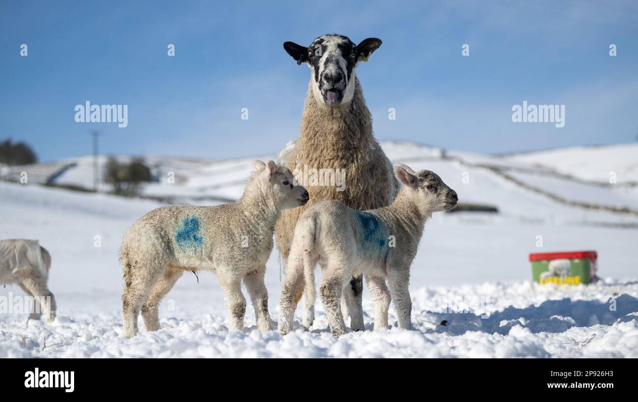North Yorkshire. A nord di, Regno Unito. 10th Mar, 2023. Tempo, pecore mulo con agnelli sfidare le condizioni di inverno in una fattoria di montagna vicino Hawes a Wensleydale, proprio nel cuore delle valli Yorkshire. Credit: Wayne HUTCHINSON/Alamy Live News Foto Stock