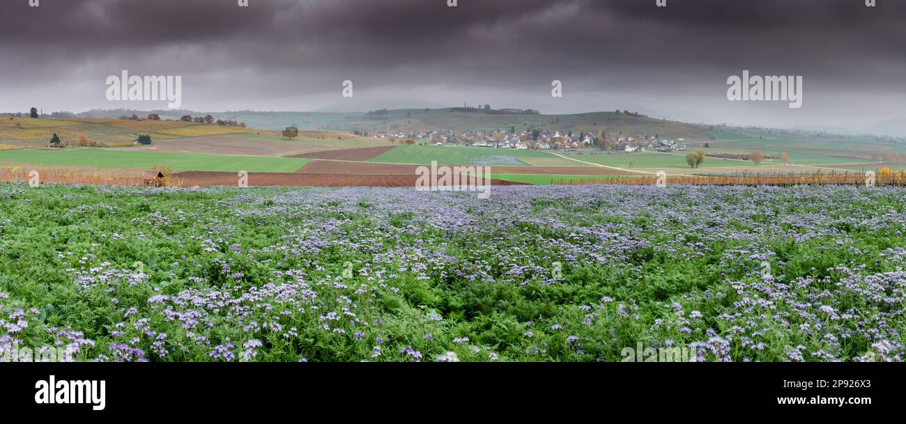 Vista panoramica della campagna paesaggio del Klettgau in Svizzera con campi di fiori selvatici viola e campi di fattoria colorati e villaggio idilliaco di Foto Stock