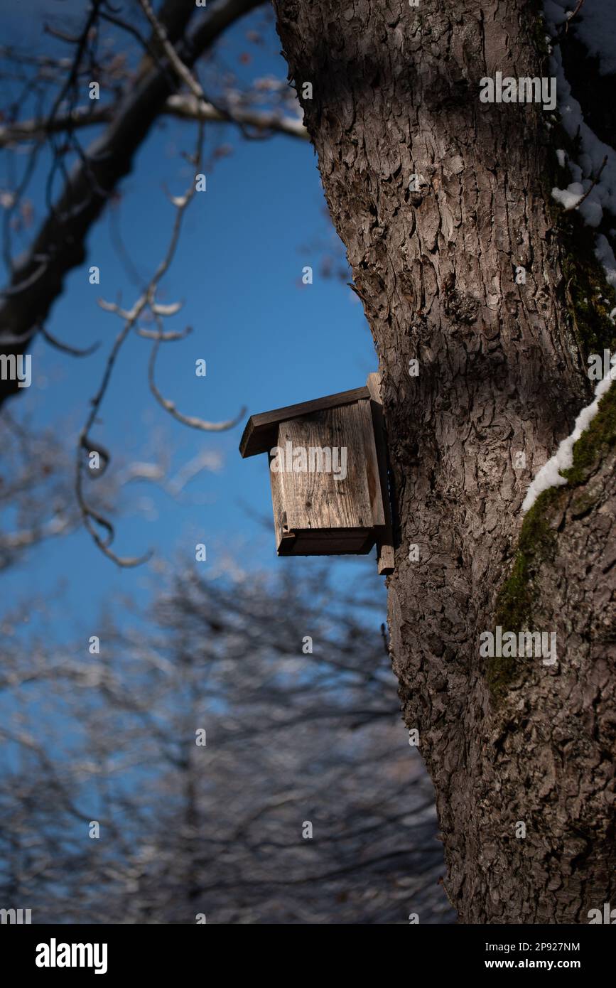 Un albero con un birdhouse in legno accoccolato sul suo tronco Foto Stock