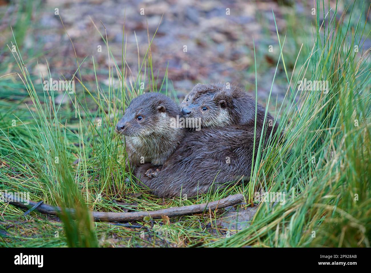 Lontra europea (Lutra lutra), adulto, due animali coccolanti, prigioniero, Germania Foto Stock