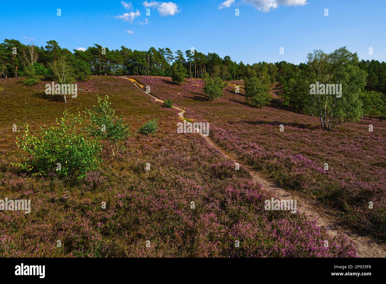 Fiorisce la brughiera nella riserva naturale Fischbeker Heide, Amburgo Foto Stock