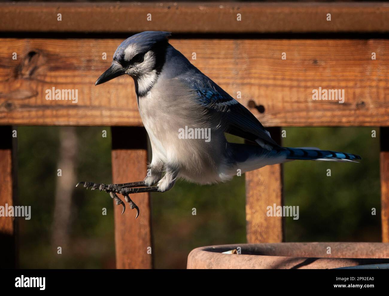 Un Bluejay che pratica il salto lungo Foto Stock